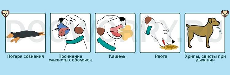 Почему собака кашляет: причины, симптомы, виды кашля, лечение