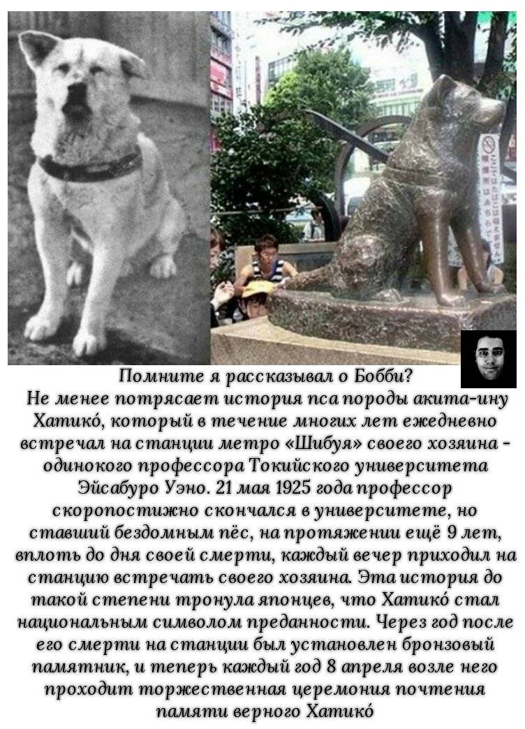 Порода собаки из фильма "хатико": фото и название, описание характера - animallist.ru