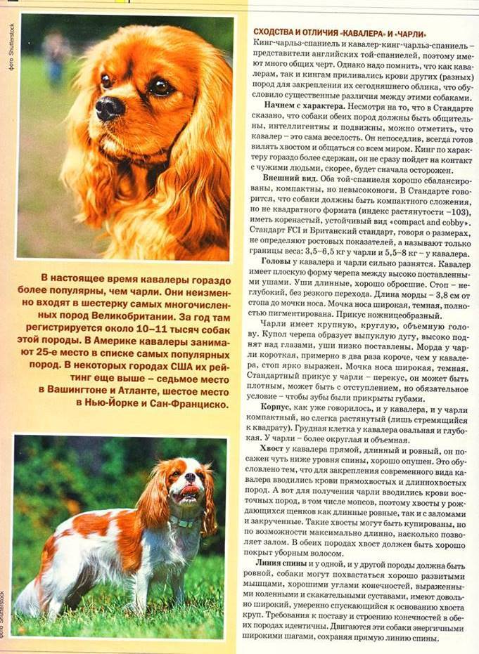 Континентальный той-спаниель: фото, описание, характер, уход, чем кормить, болезни породы