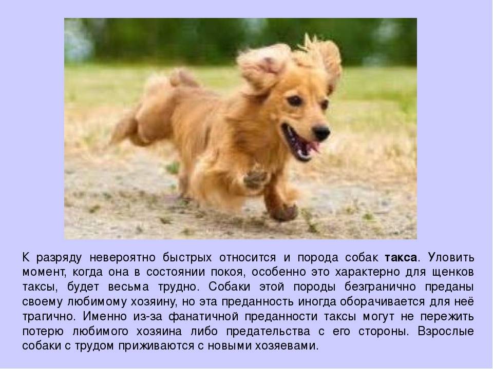 Как пережить смерть собаки: советы психологов | звери дома