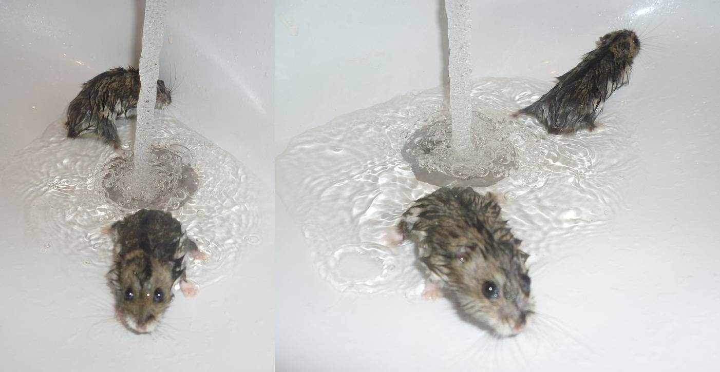 Можно ли мыть мышь. Хомячок моется. Хомяк купается. Хомячок купается. Хомяк моется.
