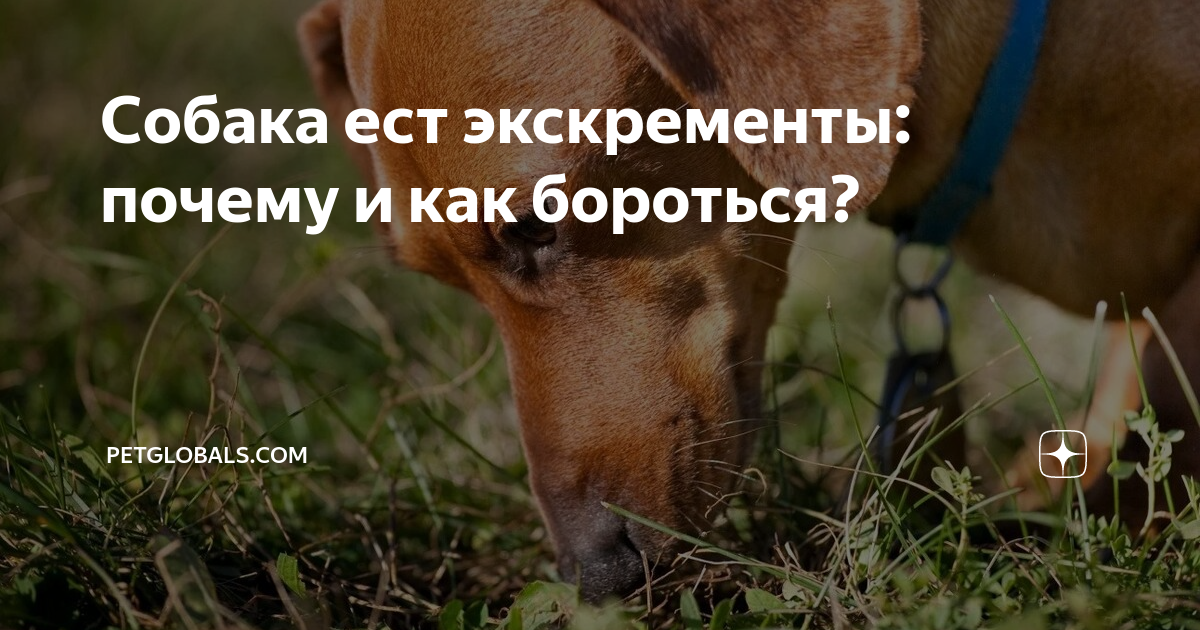 Собака ест кал: 8 способов отучить щенка есть экскременты