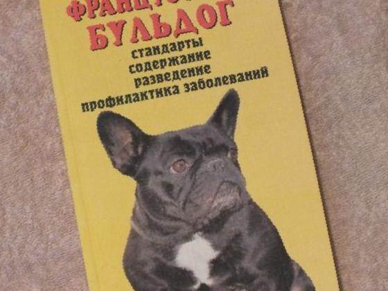 Дрессировка и воспитание французского бульдога в домашних условиях по этапам