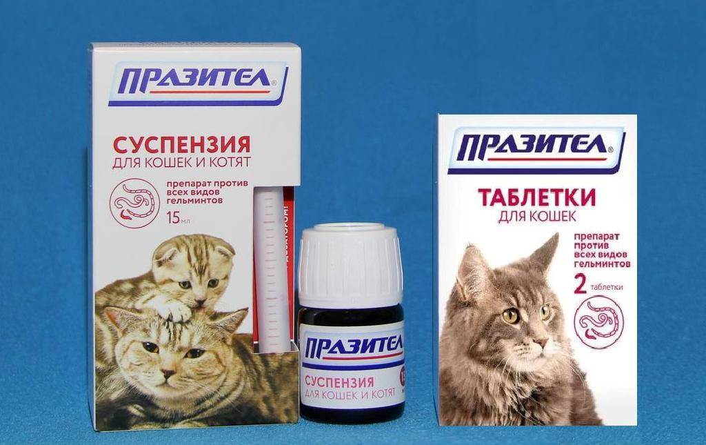 Глисты у кошек - виды, симптомы и лечение, таблетки, капли и другие препараты, можно ли заразиться