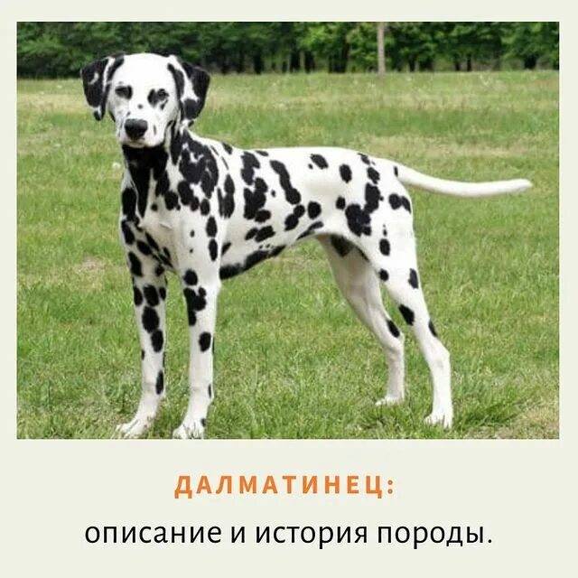 Далматин — популярная порода с большими запросами к хозяину