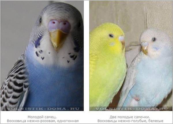 Как определить пол волнистого попугая: отличить мальчика от девочки, различить самку от самца в раннем возрасте
