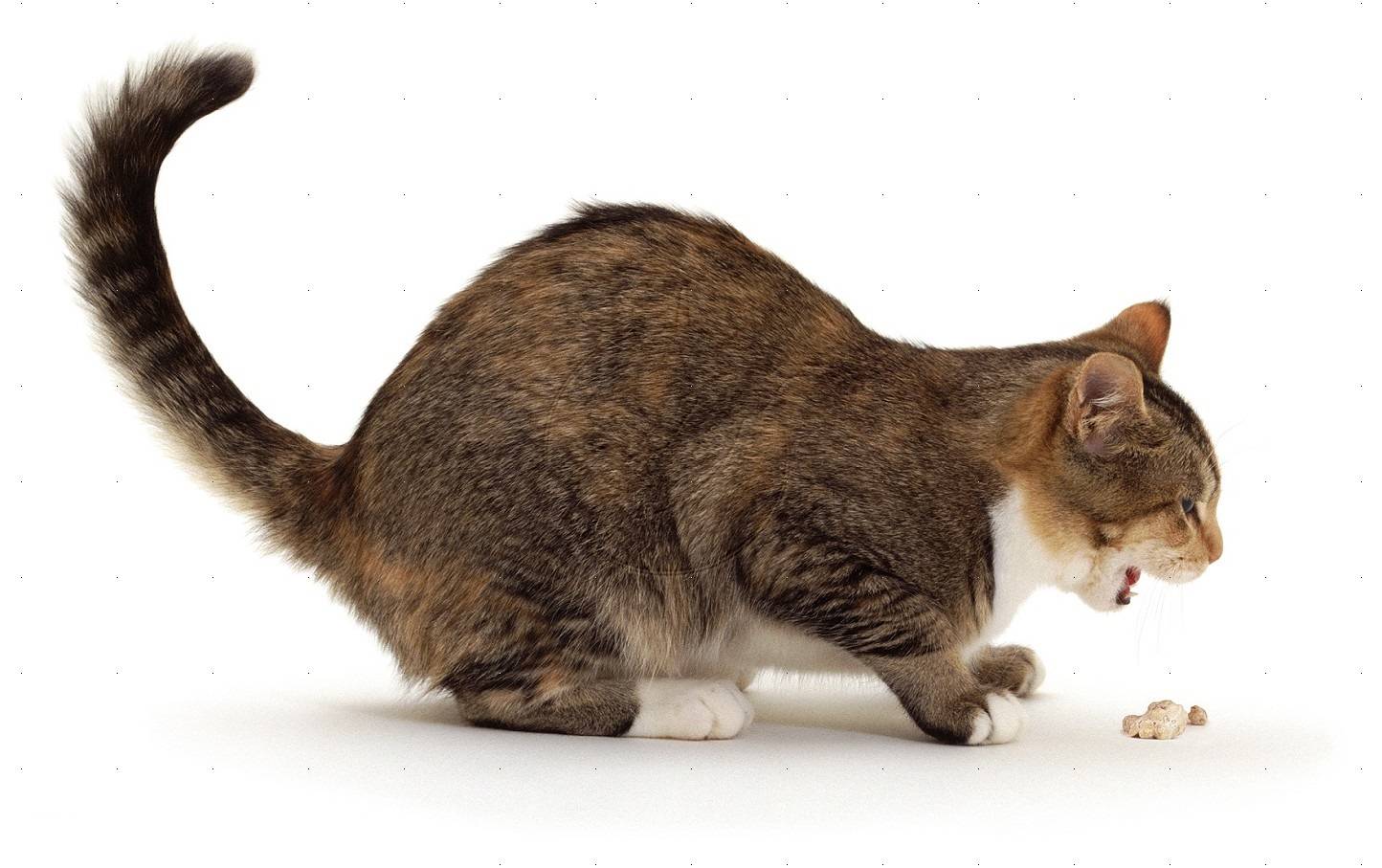 12 причин почему кошку рвет желчью - что делать