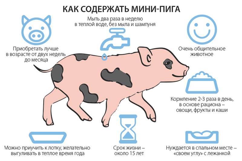Самые маленькие свиньи — карликовые свиньи или мини-пиги.