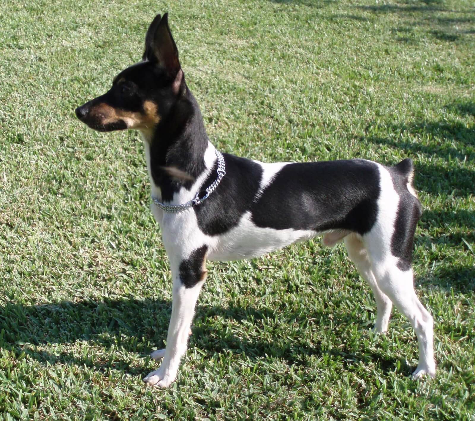 Валенсийский ратер: описание породы собак с фото и видео