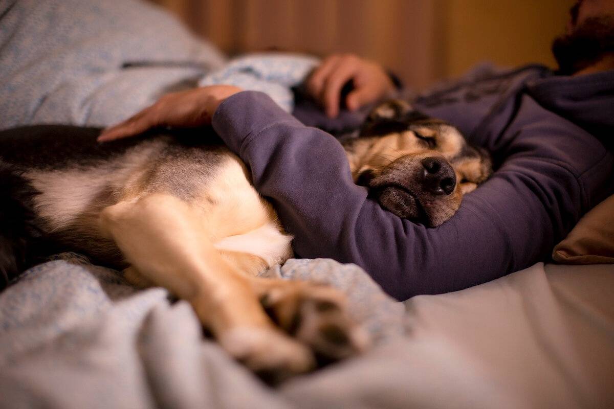 Сон собаки мир