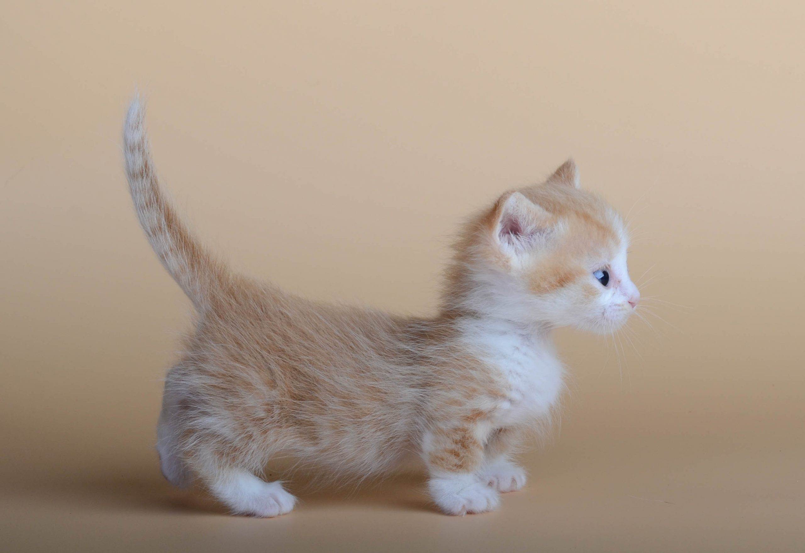 Манчкин — порода кошек с короткими лапами