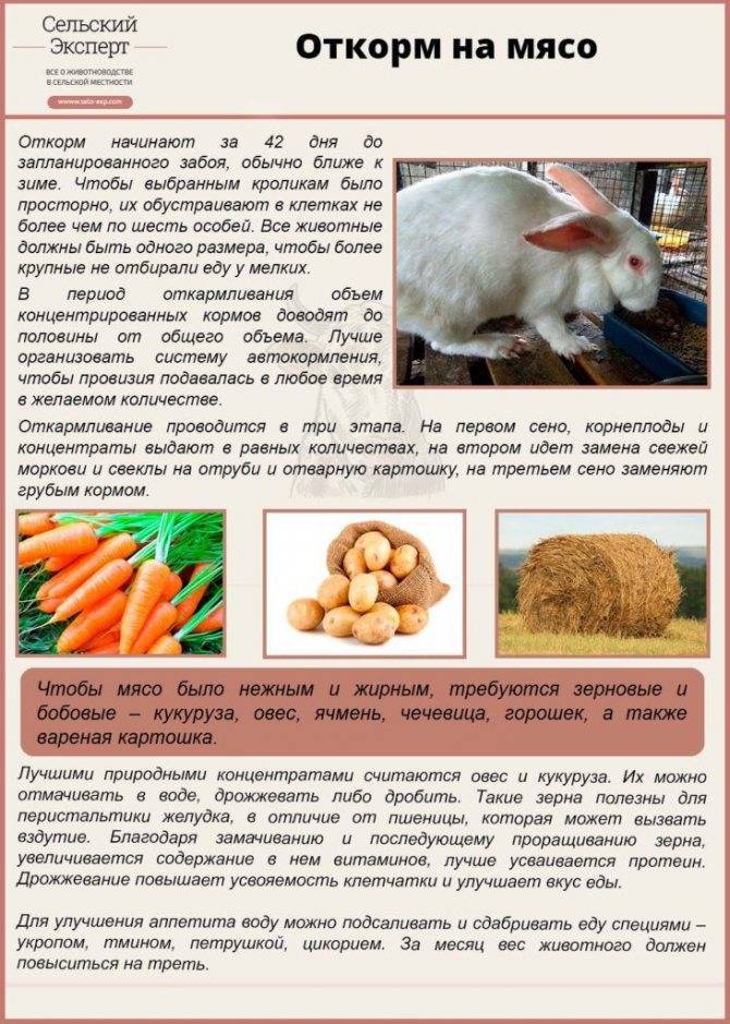 Кормление кроликов зерном: описание, чем и как