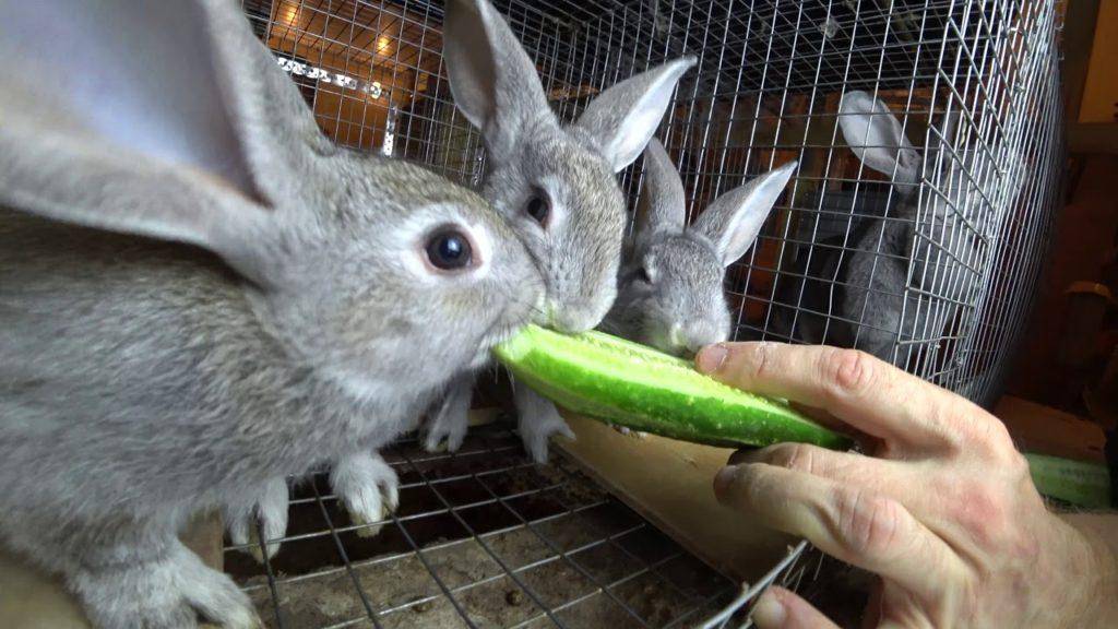 Можно ли кроликам давать тыкву и кабачки и почему