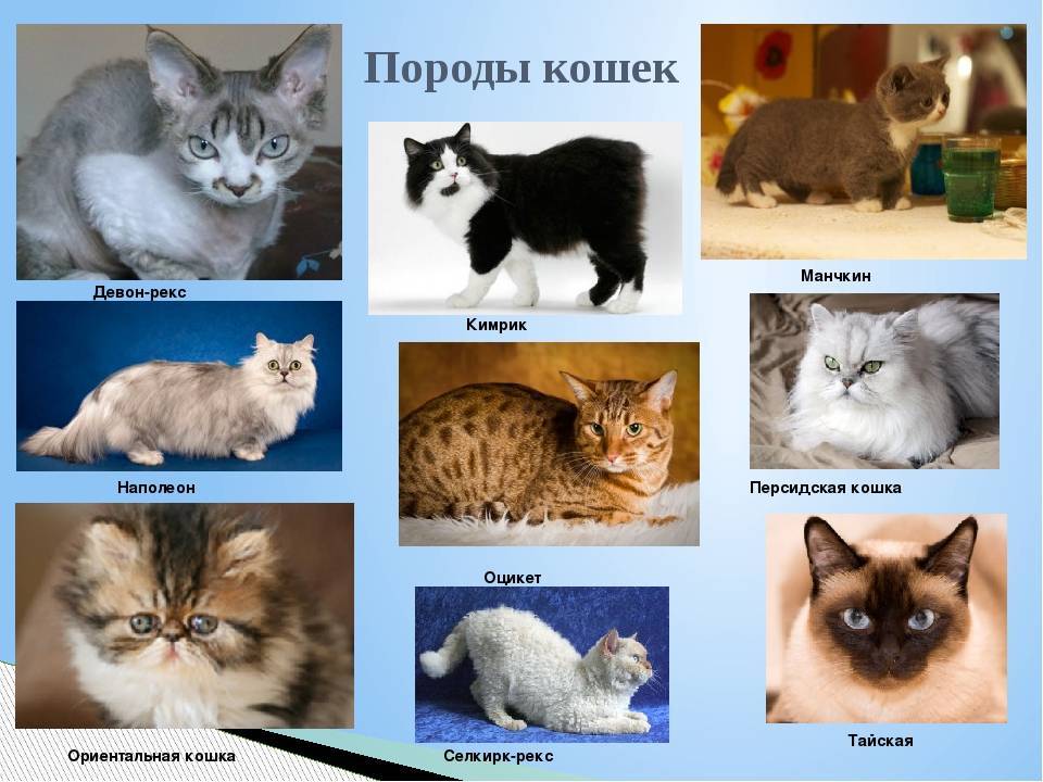 Самые популярные породы кошек в россии и мире