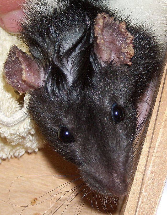 Болезни декоративных домашних крыс и способы их терапии
