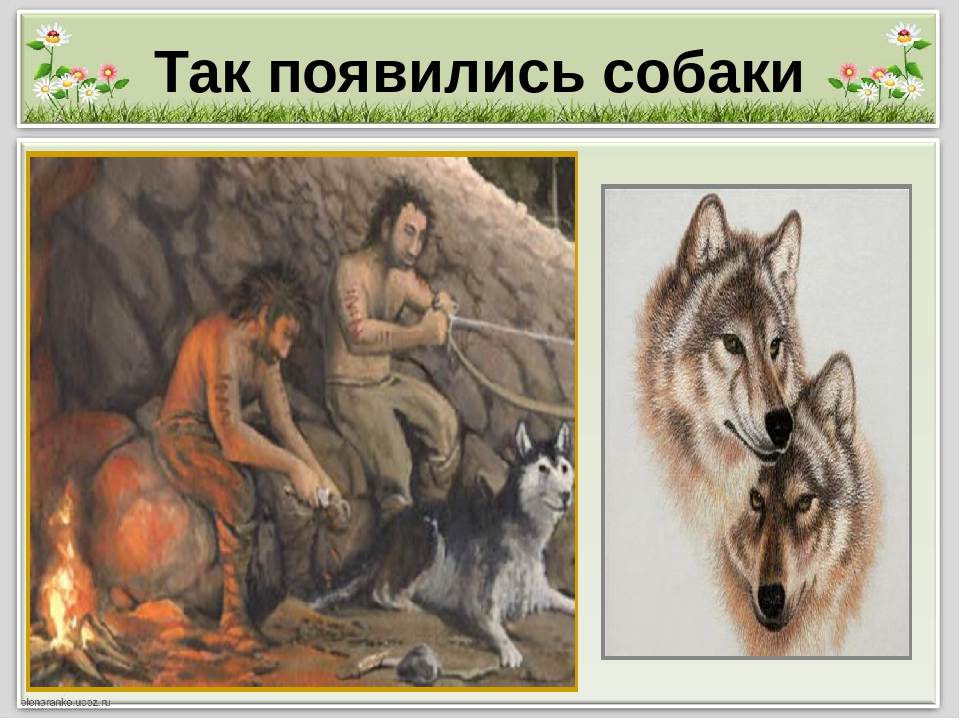 Подробно об истории происхождения собак на земле: когда и от кого появились