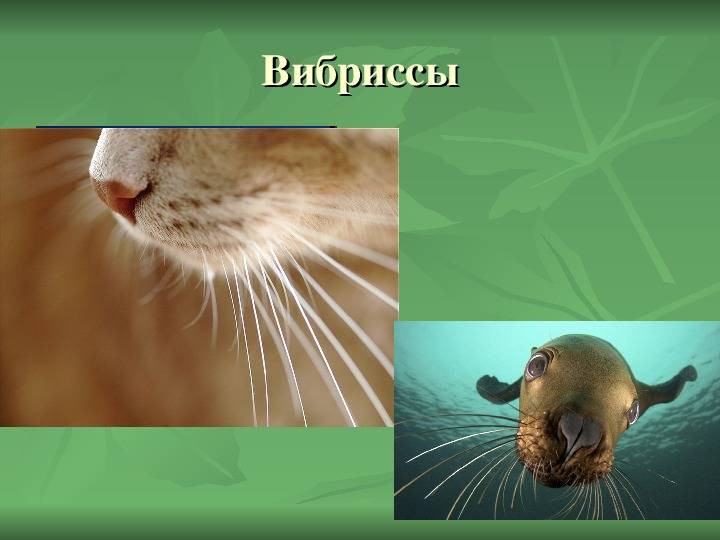Что будет, если подстричь коту усы?