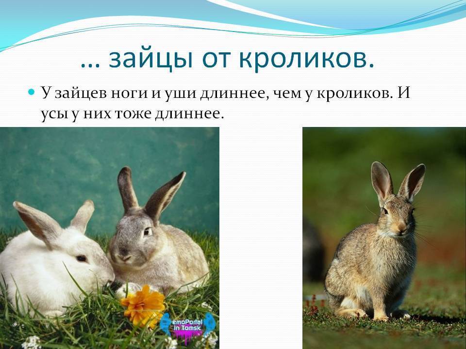 Чем отличается кролик от зайца: внешняя разница между животными