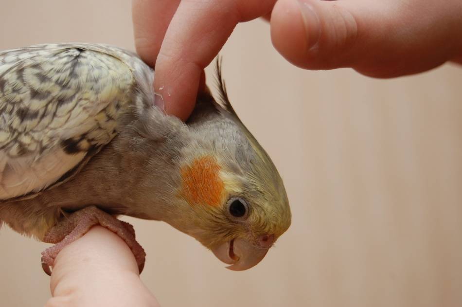 Сколько живут кореллы