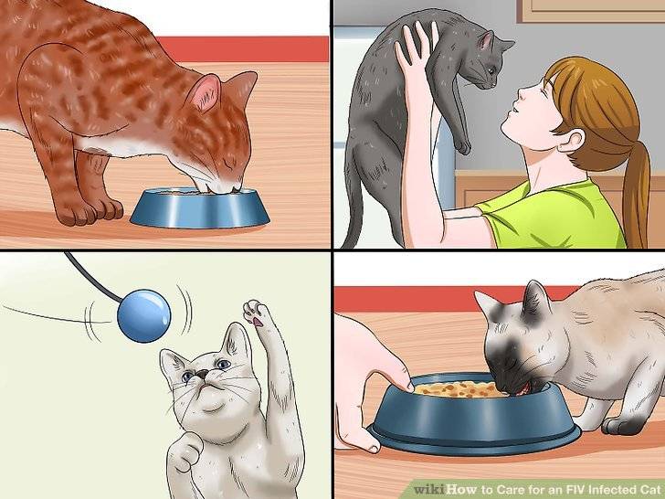 Стрессовые состояния у кошек