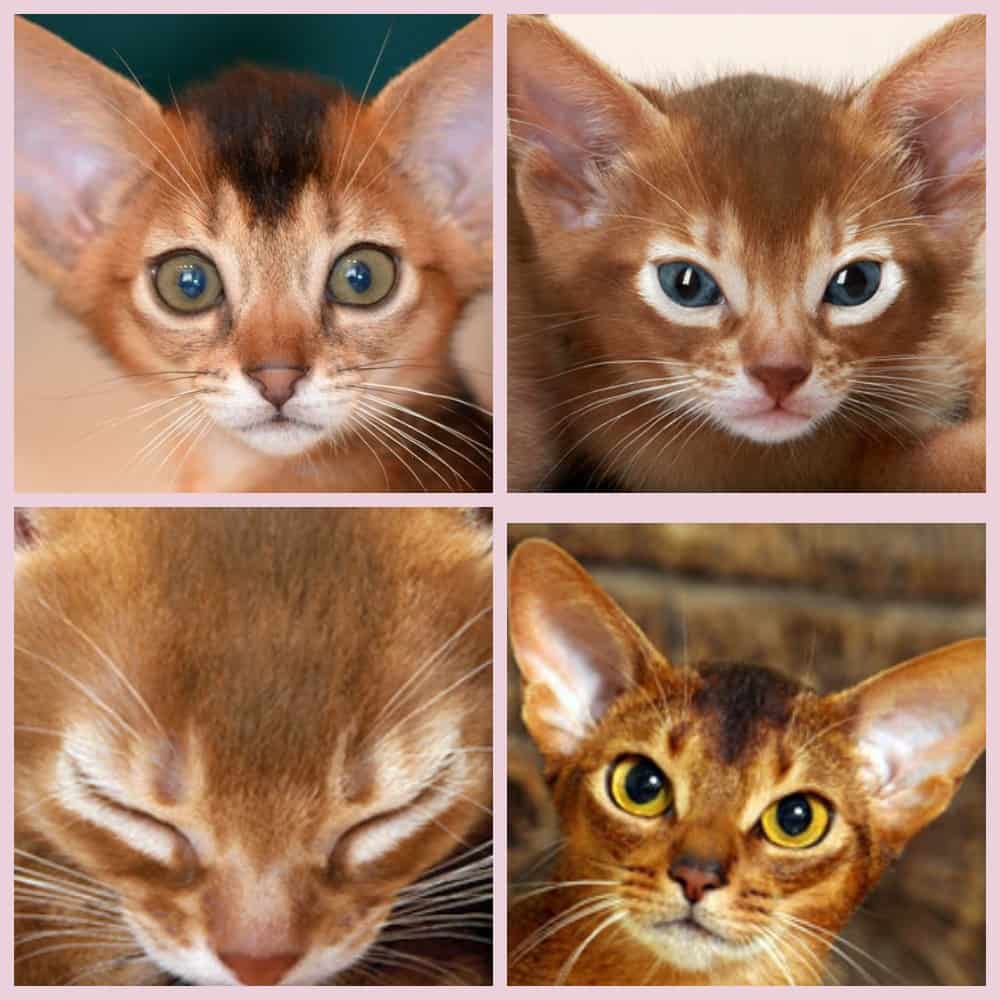 Как назвать рыжую кошку? | клички для рыжих кошек и котов