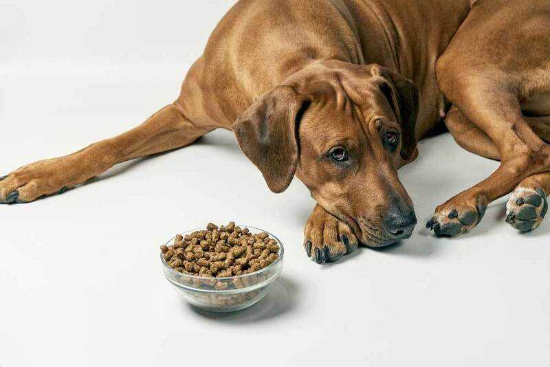 Почему собака не есть сухой корм?