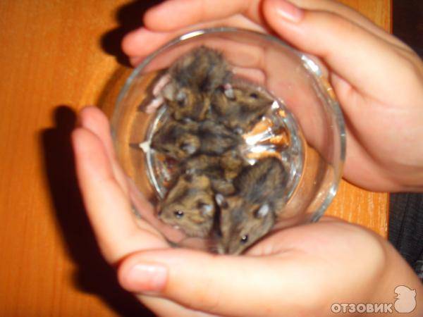 Размножение джунгарских хомяков в домашних условиях