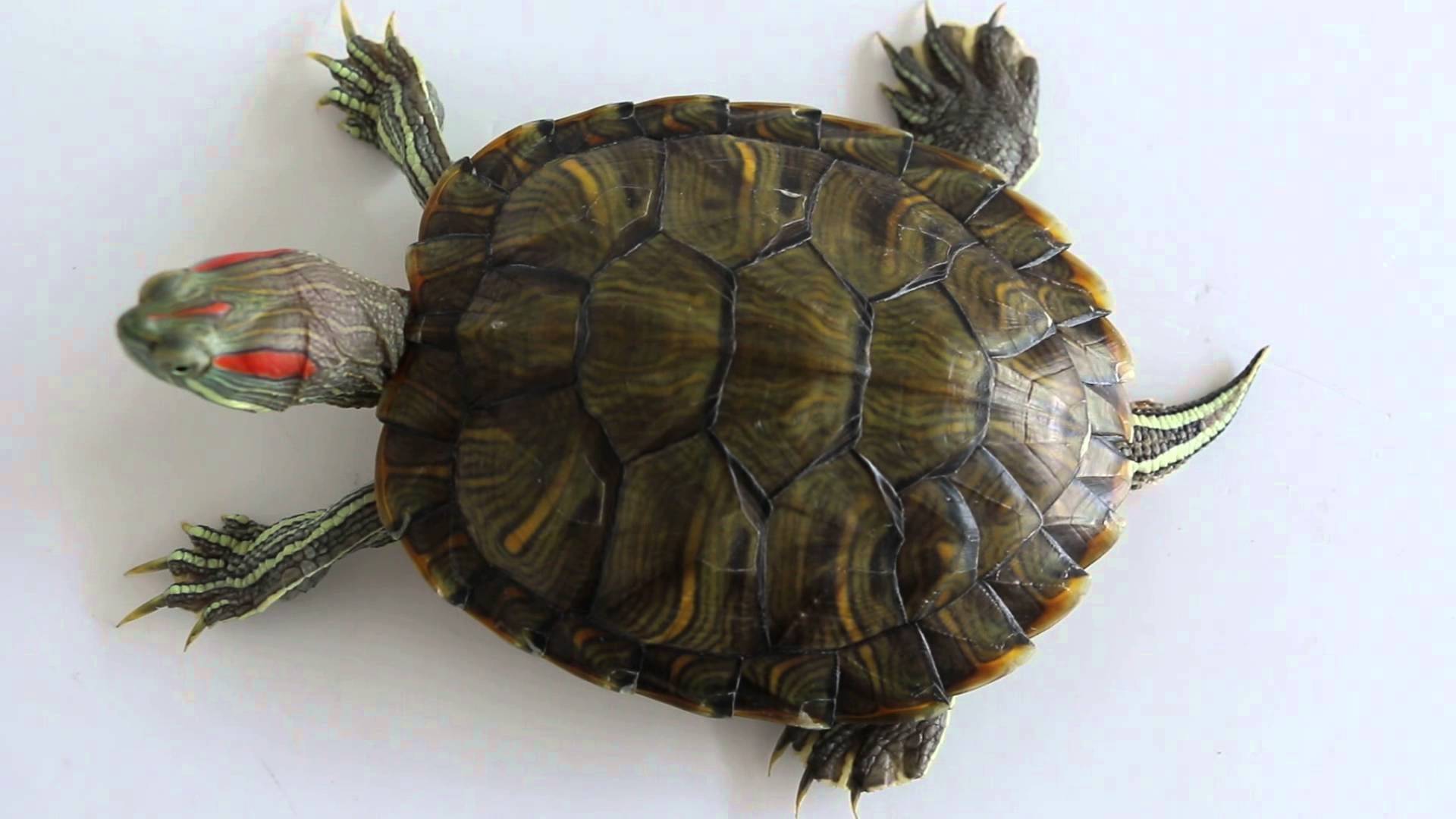 Фото, демонстрирующие, как выглядит черепаха без панциря