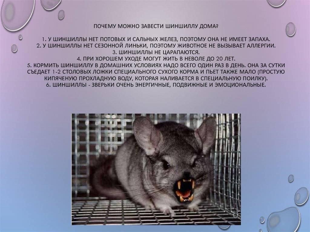 Домашняя шиншилла — уход, содержание, чем кормить