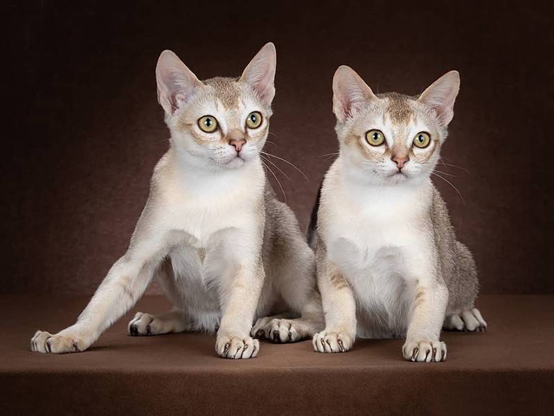 Сингапурская кошка, описание породы, фото, характер, окрас, отзывы, уход, история, здоровье