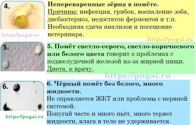 Аллергия на попугаев у детей, взрослых: симптомы, диагностика, лечение