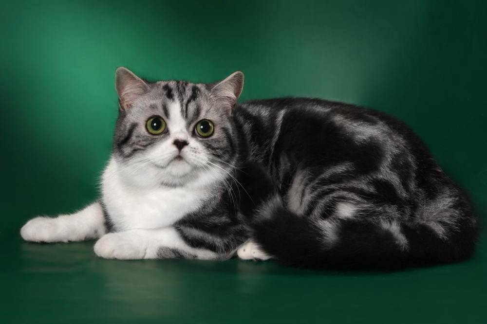 Шотландская прямоухая кошка скоттиш-страйт: характеристика породы, фото  - mimer.ru