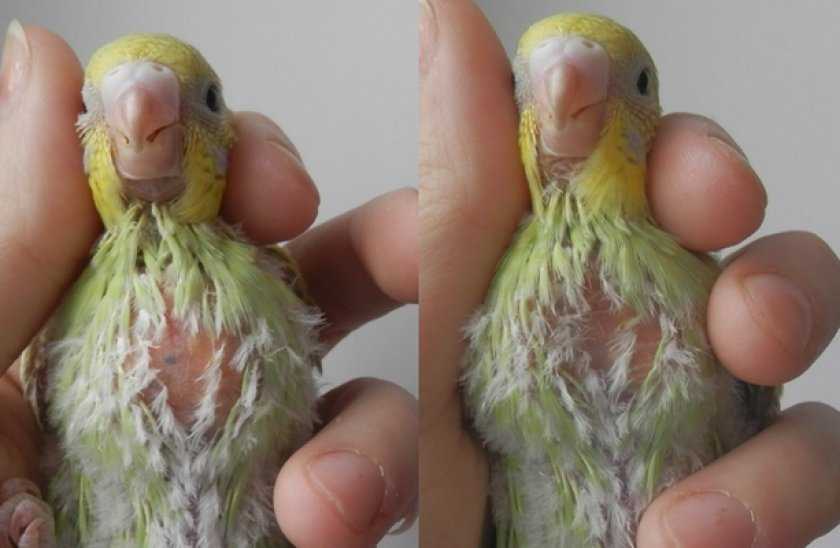 Лечение воспаления зоба у волнистых попугаев