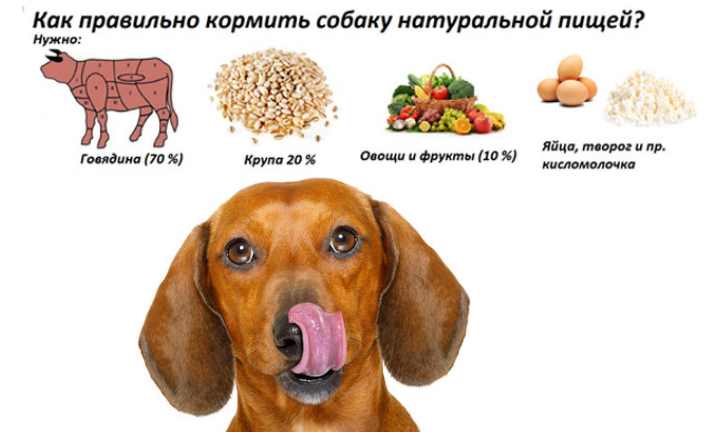 Натуралка для собак. что покупать и как при этом экономить.(wolcha.ru)
