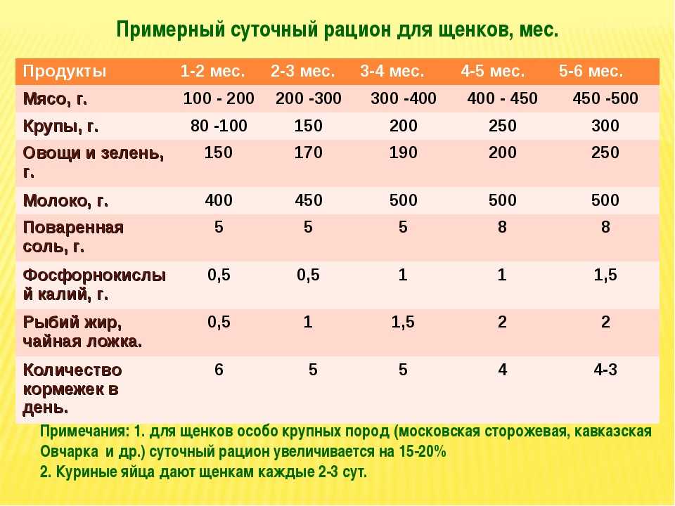 Сколько длится беременность у собак
