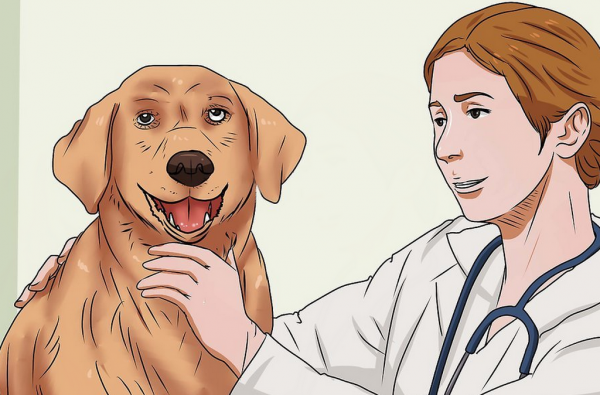 Вольерный кашель у собак: симптомы и лечение, профилактика