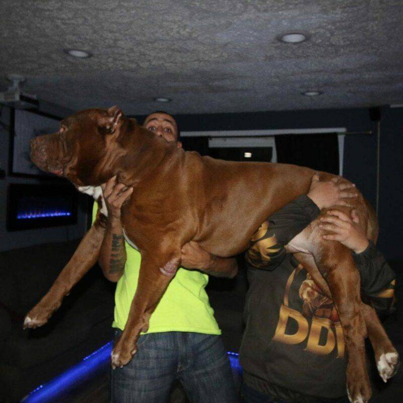 Питбуль халк – самый большой питбультерьер в мире, интересные факты о собаке-гиганте, фото
