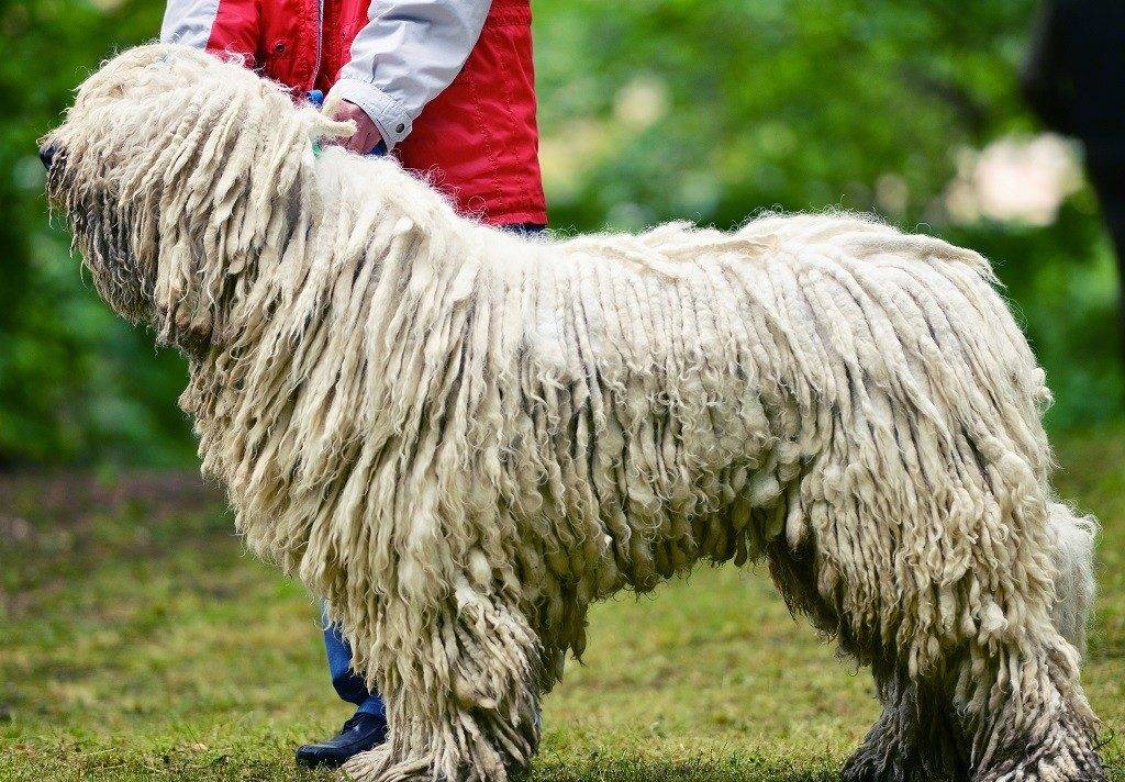 Венгерская овчарка пули: описание породы собак, характеристика, уход и содержание | meduza4u