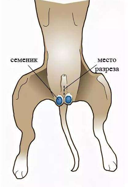 Чего ожидать после удаления уретрального катетера? | клиника урологии им. р.м. фронштейна первого мгму им. и.м. сеченова