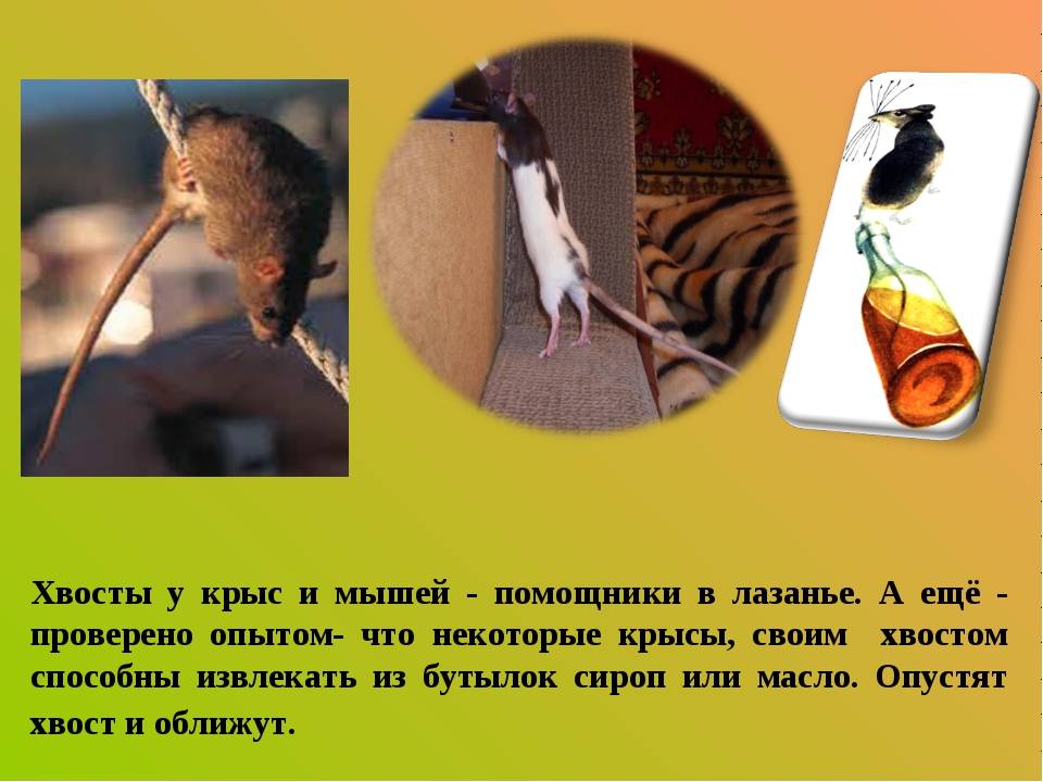 Домашняя крыса уход и содержание