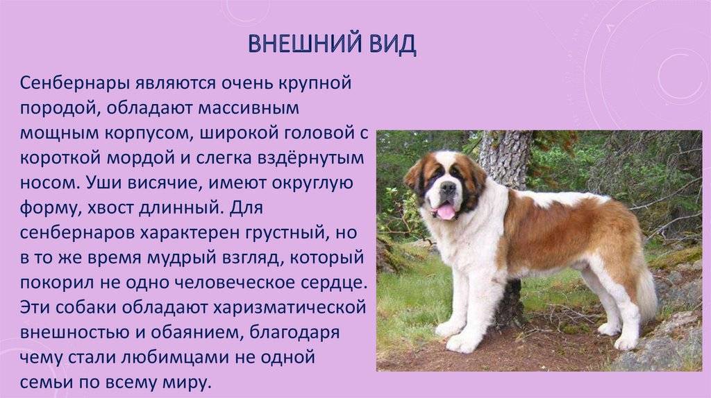 Фильм  бетховен : порода собаки, характер
