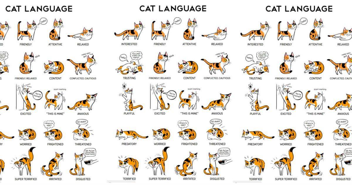 11 звуков, которые издают кошки и что они значат — сайт эксперта по животным — howmeow