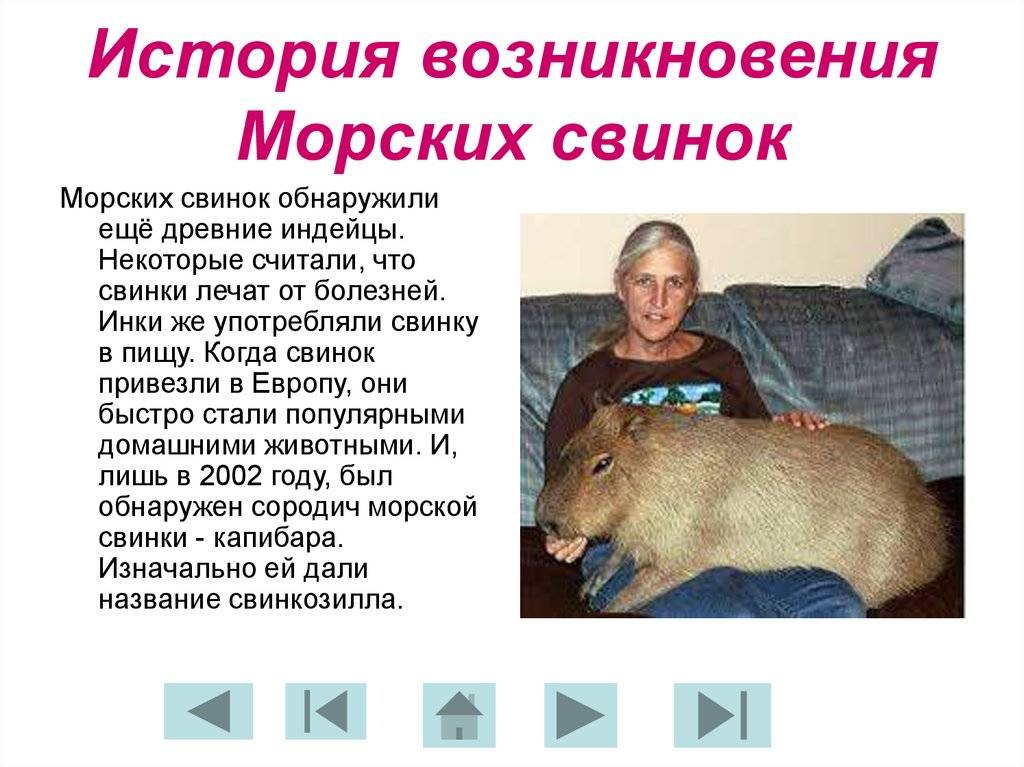 Почему морская свинка называется морская — родина, история и происхождение названия