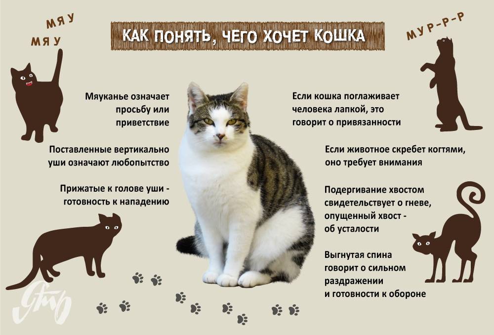 Как отучить кошку кусаться