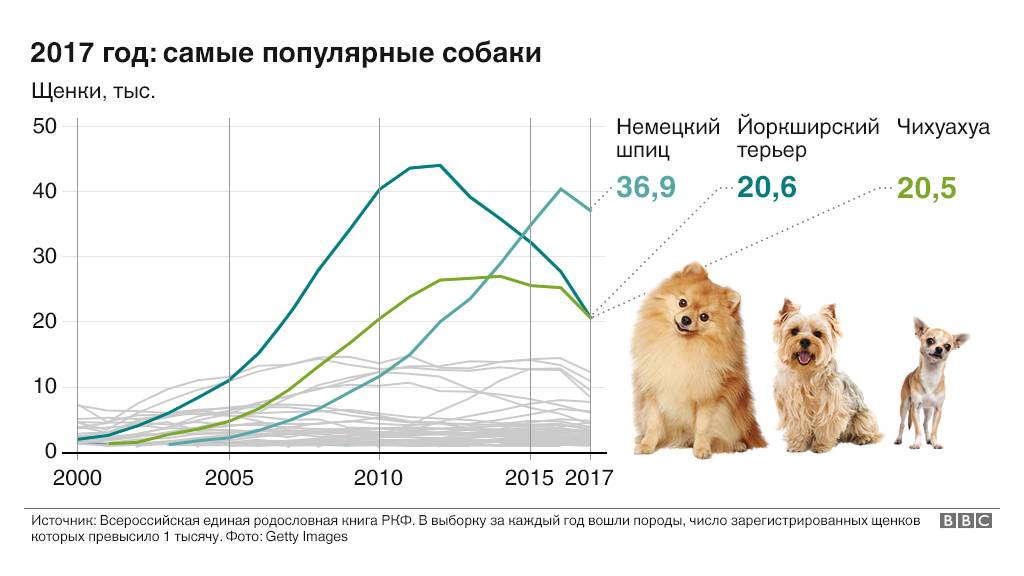 Самые маленькие породы собак