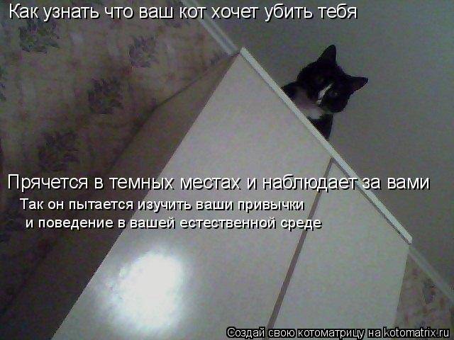 Почему моя кошка прячется от всех? причины, о которых многие не подозревают: новости, животные, кошка, воспитание, дрессировка, эксперты, домашние животные