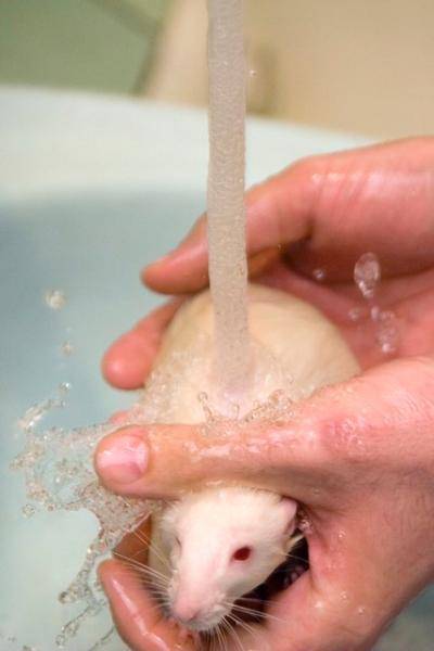 Как правильно купать декоративную крысу
