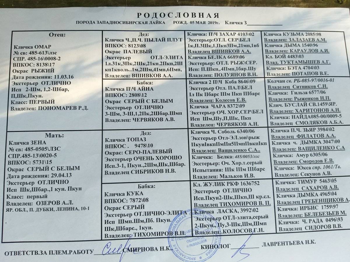 Западно-сибирская лайка: описание породы