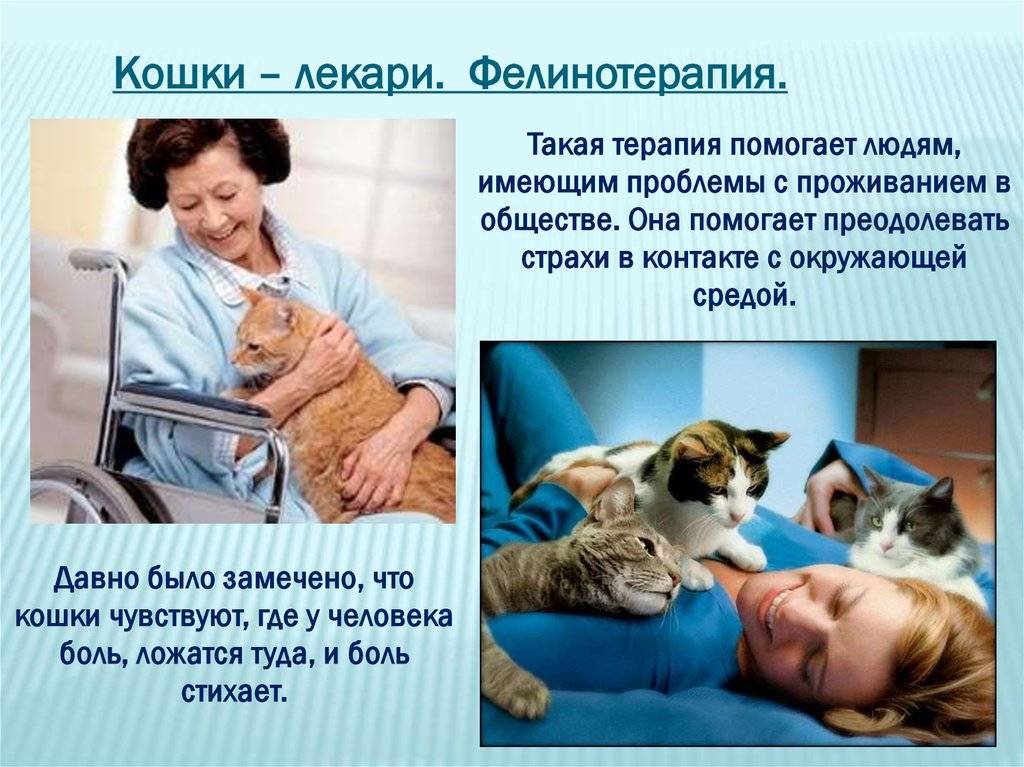 Кошки-целители