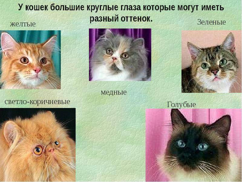 Породы черных кошек с фотографиями и названиями